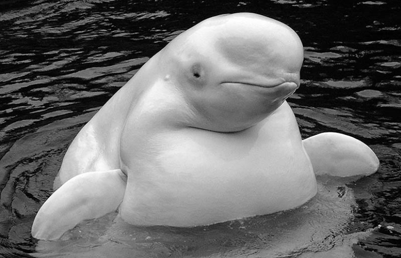 22 overweight animals