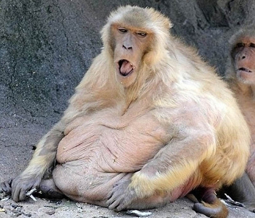 22 overweight animals