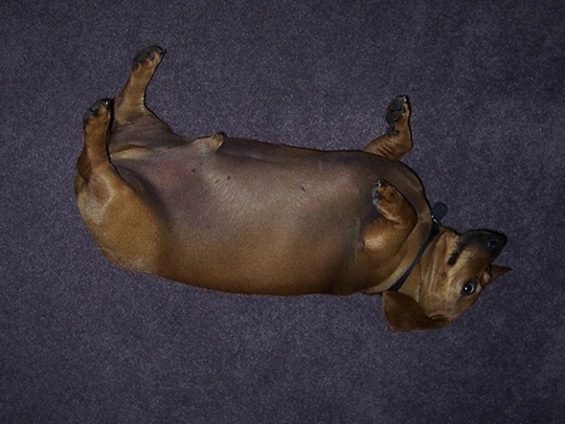 22 overweight animals