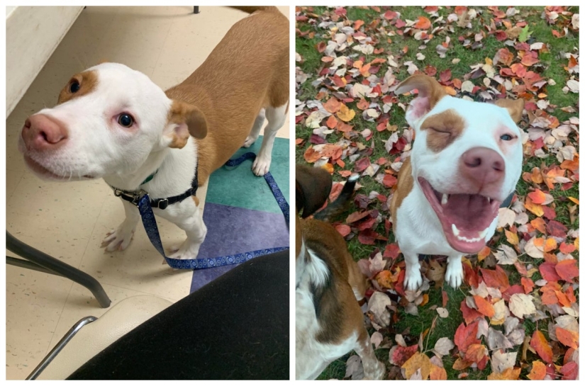22 photos of animals before and after people sheltered them