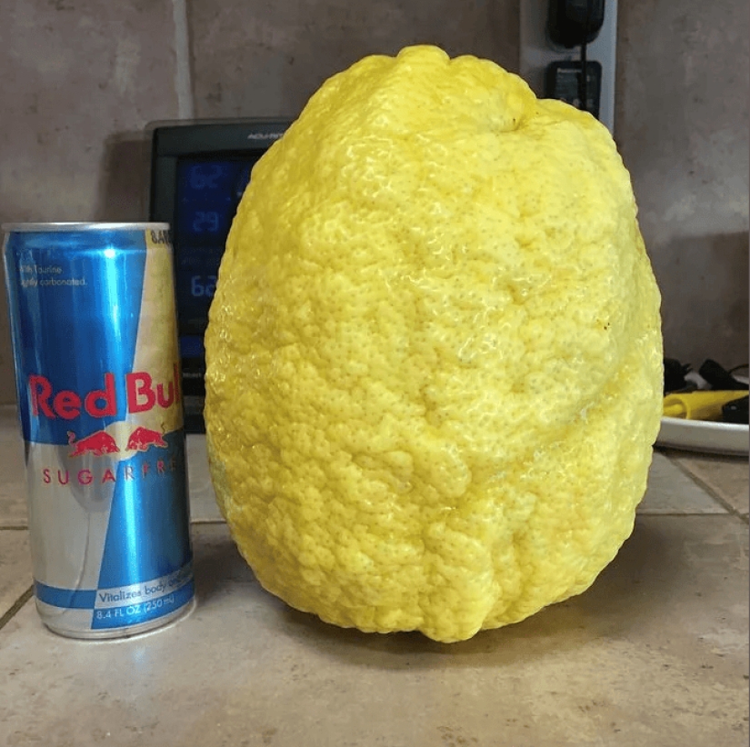 22 Photos of Giant Food: Amazing Sizes and Indescribable Emotions