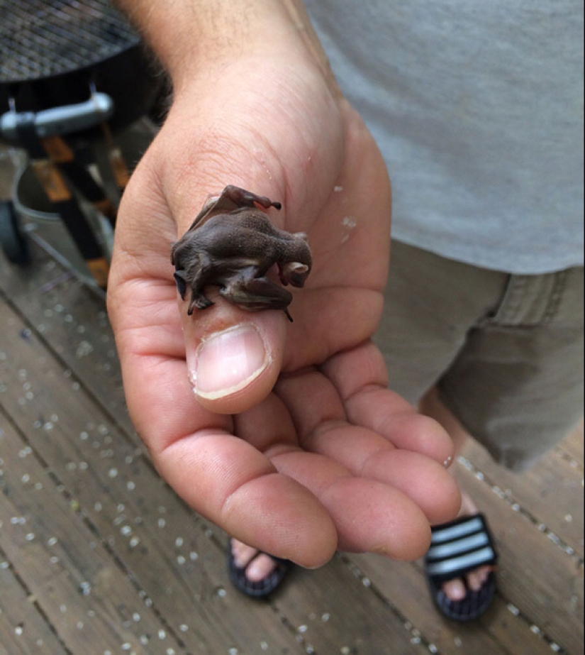 22 photos of small animals that bring great joy