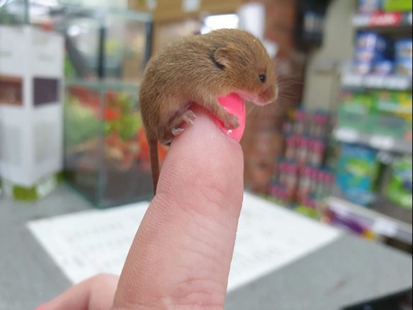 22 photos of small animals that bring great joy