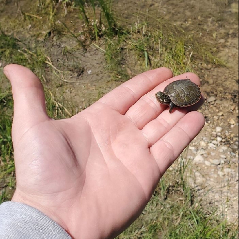 22 photos of small animals that bring great joy