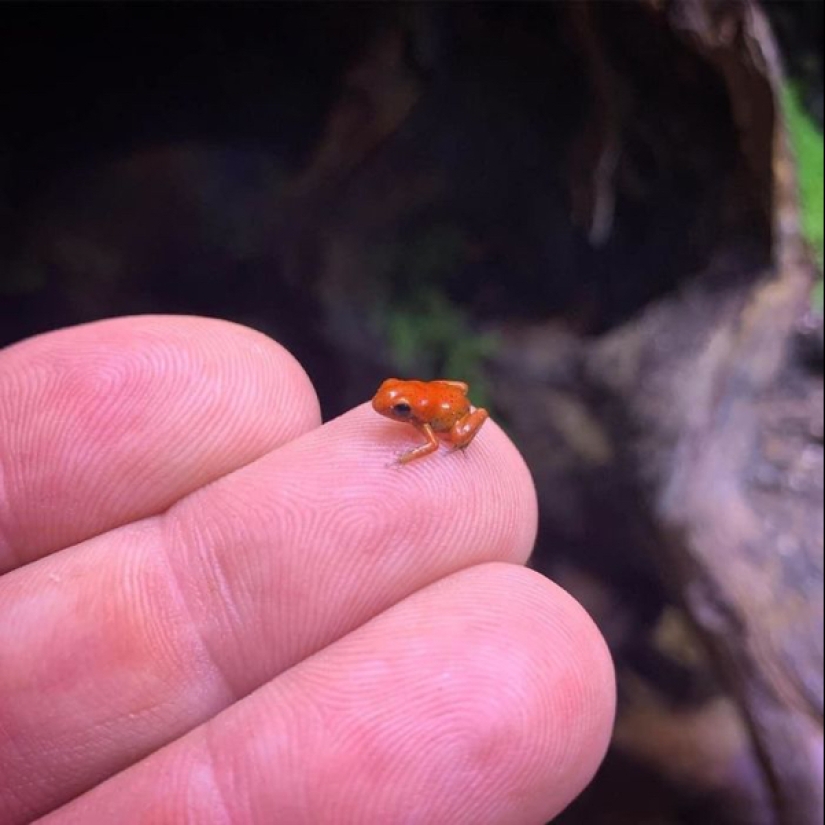 22 photos of small animals that bring great joy