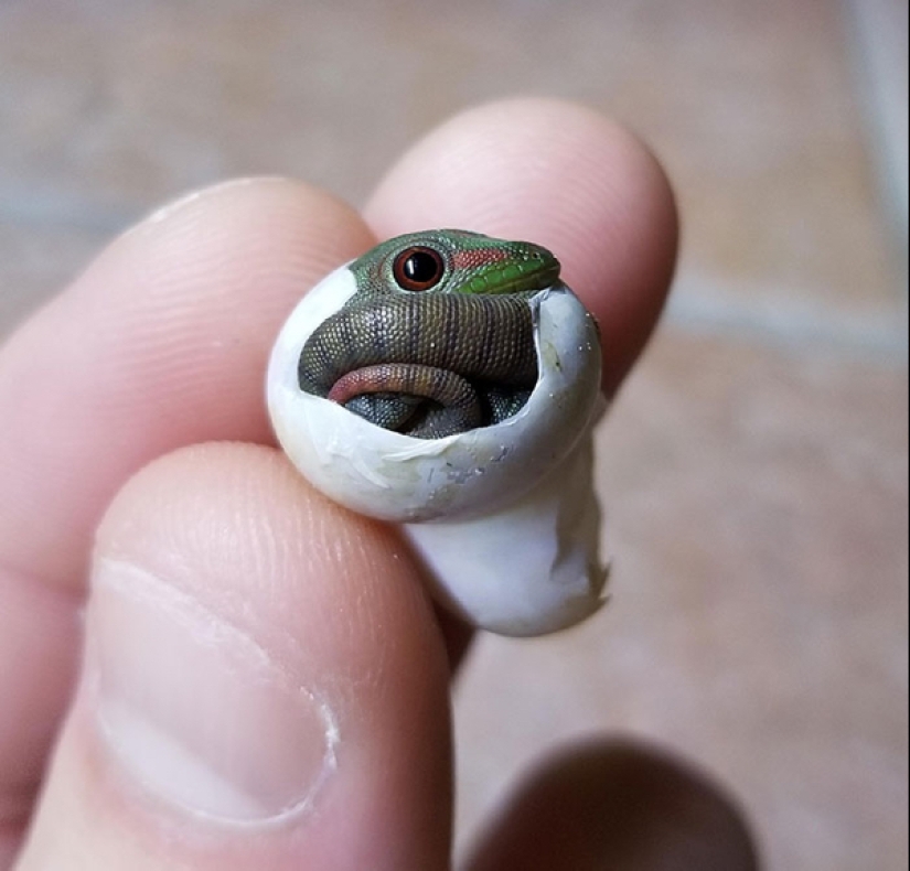 22 photos of small animals that bring great joy