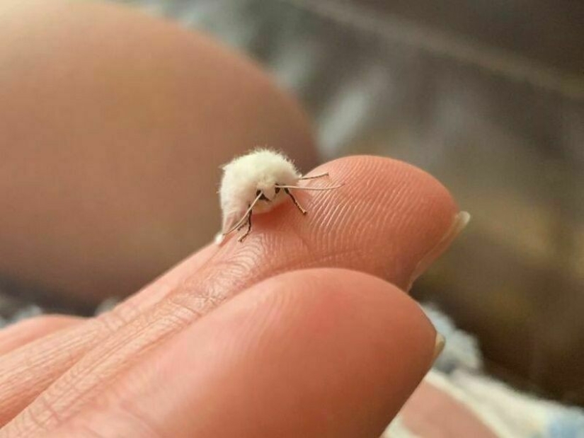 22 photos of tiny animals that can fit on one finger