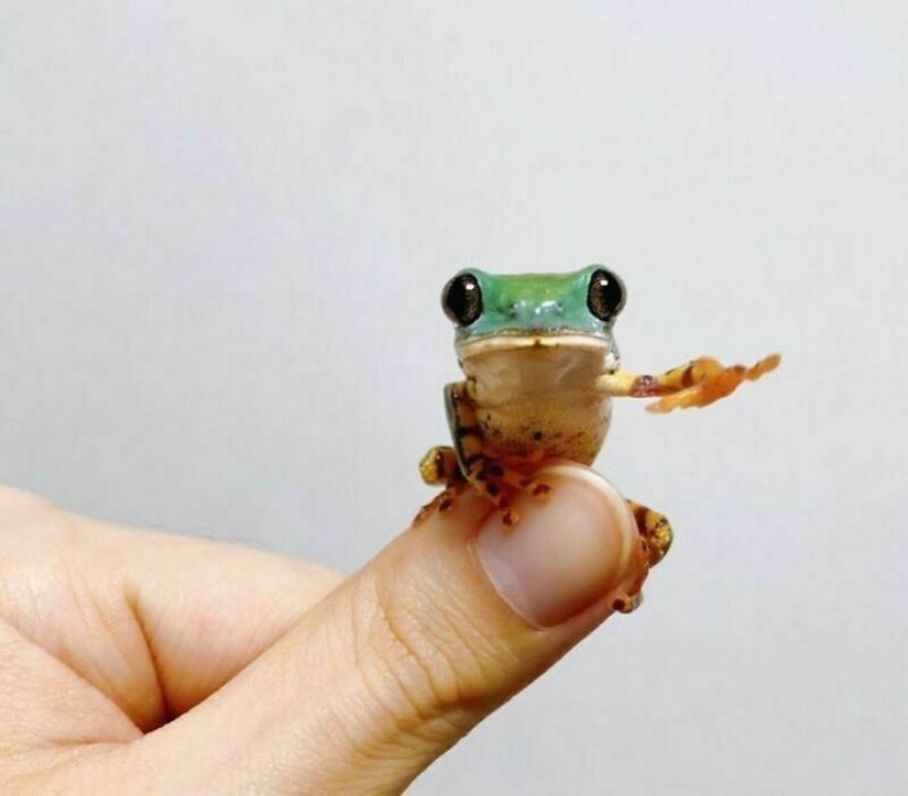 22 photos of tiny animals that can fit on one finger