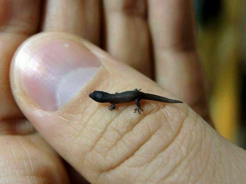 22 photos of tiny animals that can fit on one finger