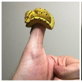 22 photos of tiny animals that can fit on one finger