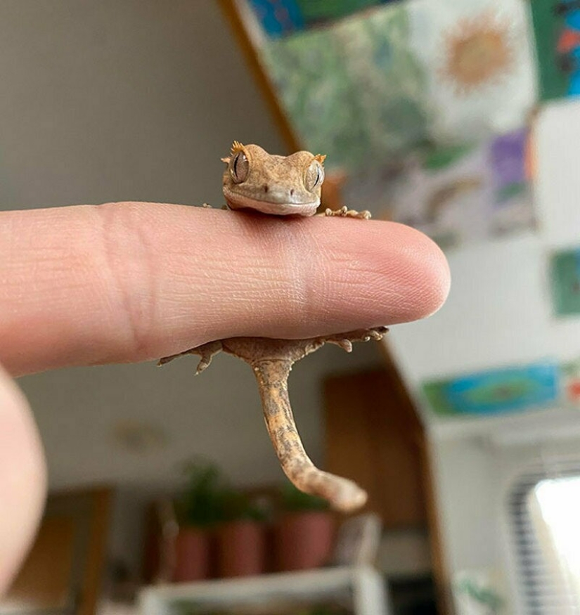 22 photos of tiny animals that can fit on one finger