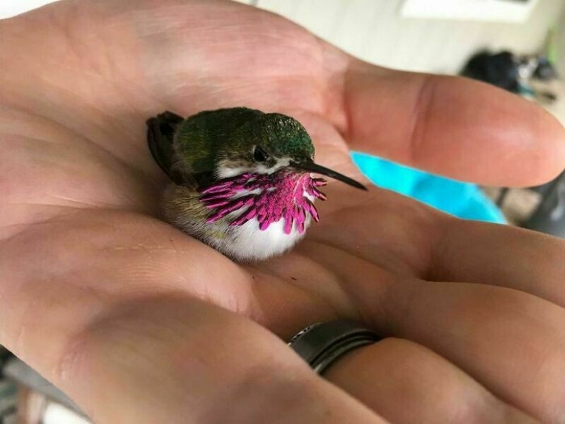 22 photos of tiny animals that can fit on one finger