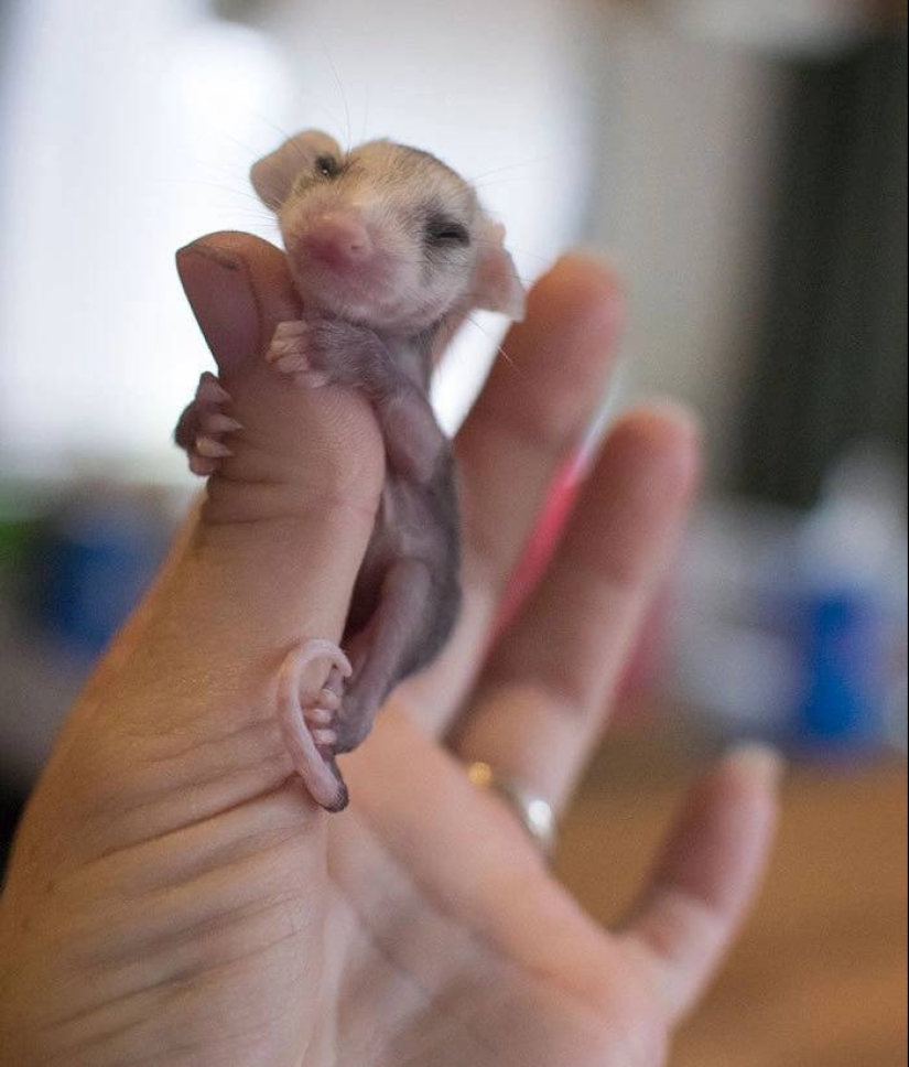 22 photos of tiny animals that can fit on one finger