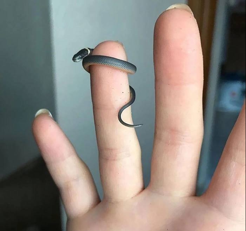 22 photos of tiny animals that can fit on one finger