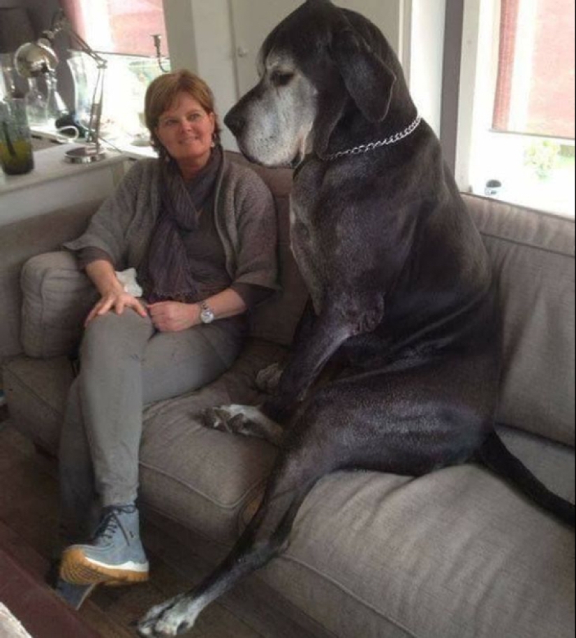 22 photos of very large animals that have forgotten that they are big