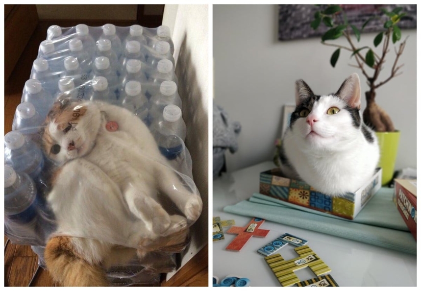 22 photos proving that cats can fit anywhere