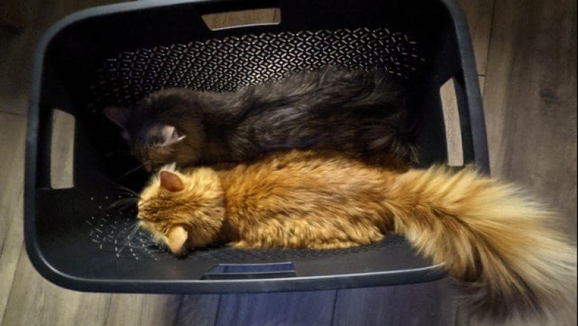 22 photos proving that cats can fit anywhere