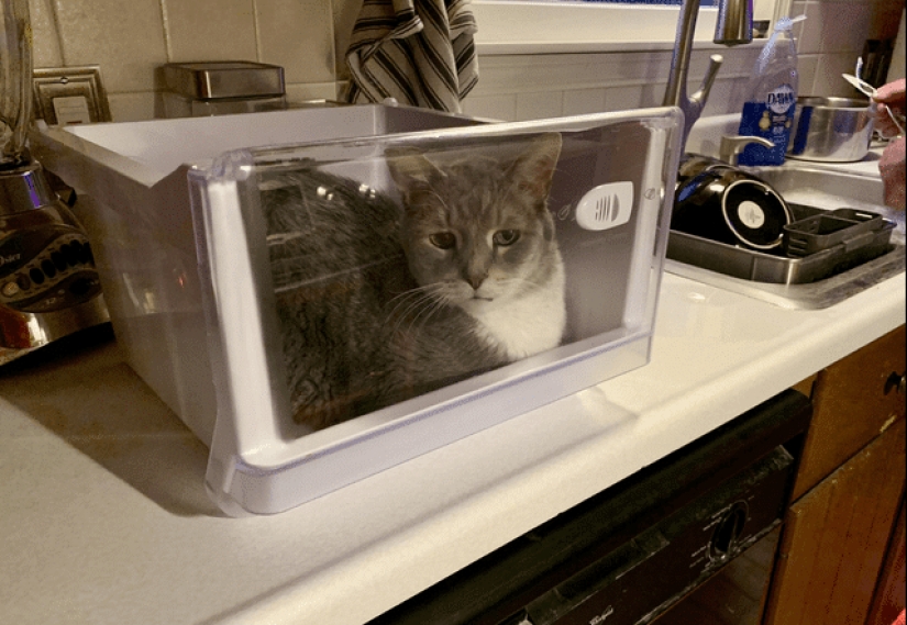 22 photos proving that cats can fit anywhere