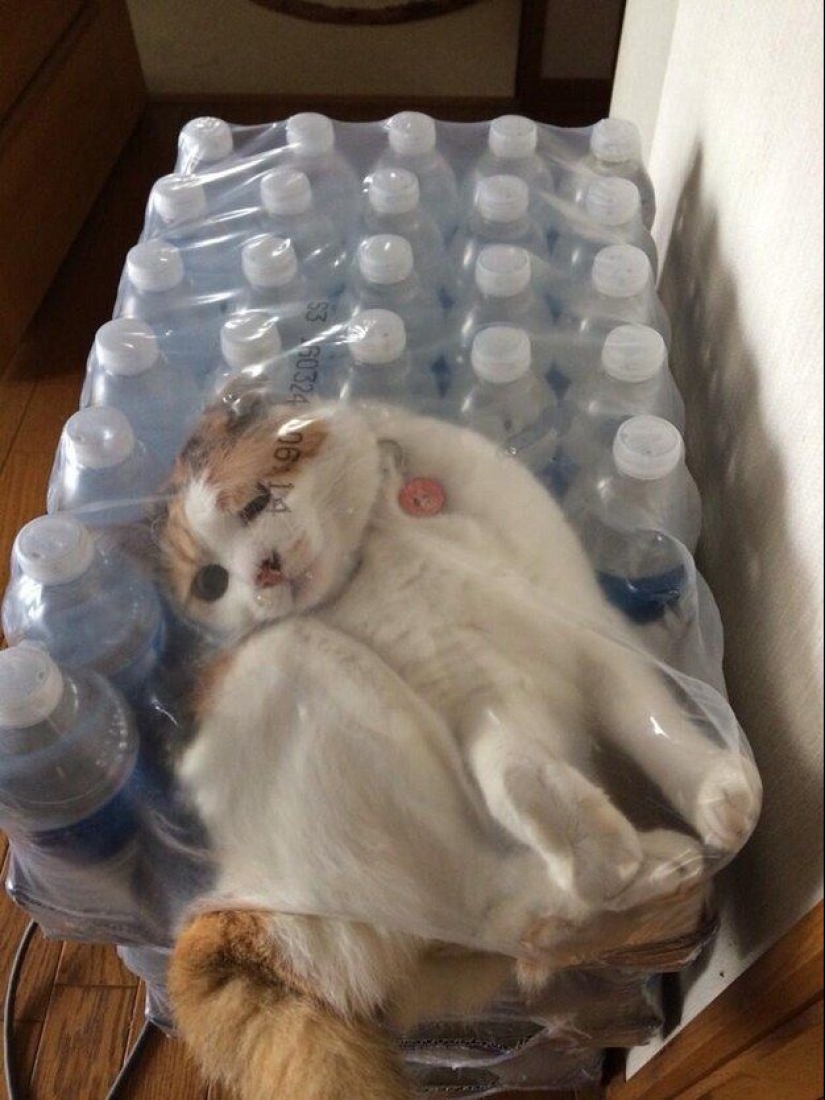 22 photos proving that cats can fit anywhere