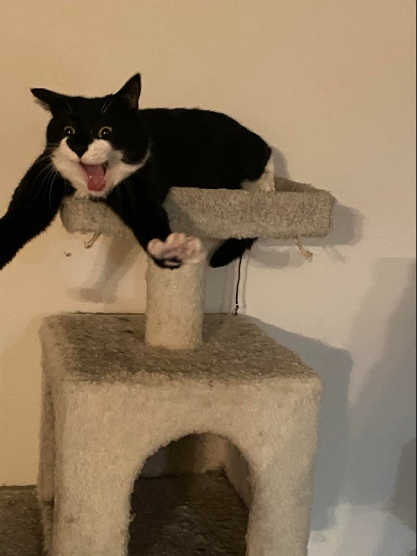 22 photos proving that cats can fit anywhere