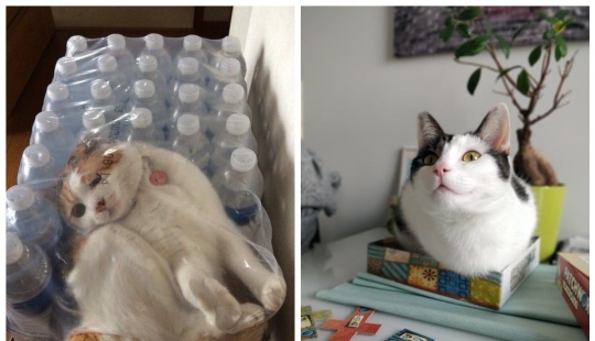 22 photos proving that cats can fit anywhere