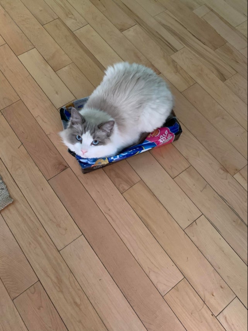 22 photos proving that cats can fit anywhere