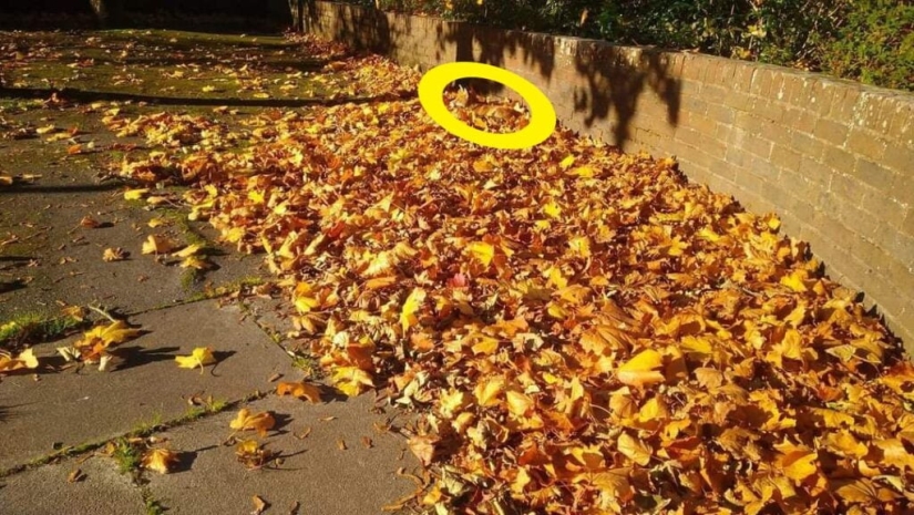 22 photos where animals hid, but you won't find them