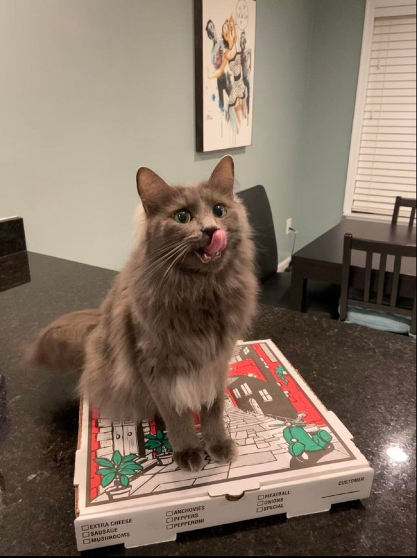 22 photos with cats and pizza. What could be more beautiful?