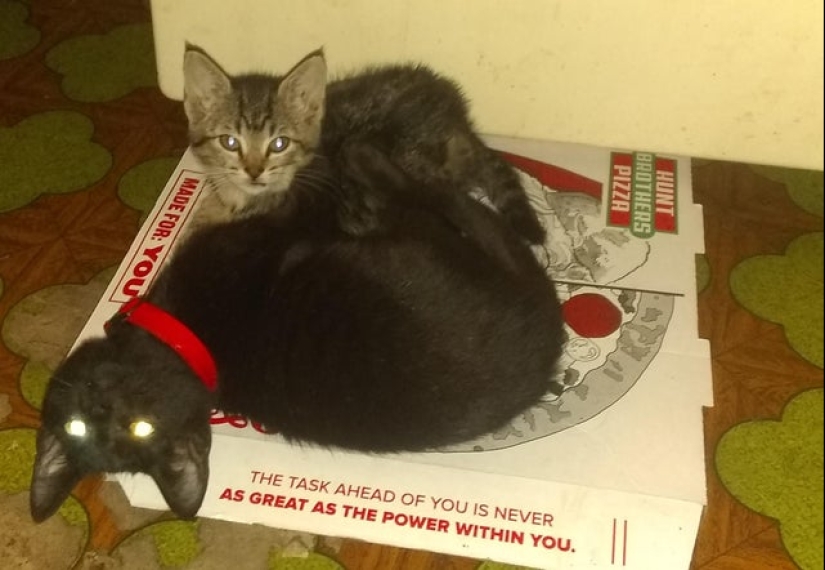 22 photos with cats and pizza. What could be more beautiful?