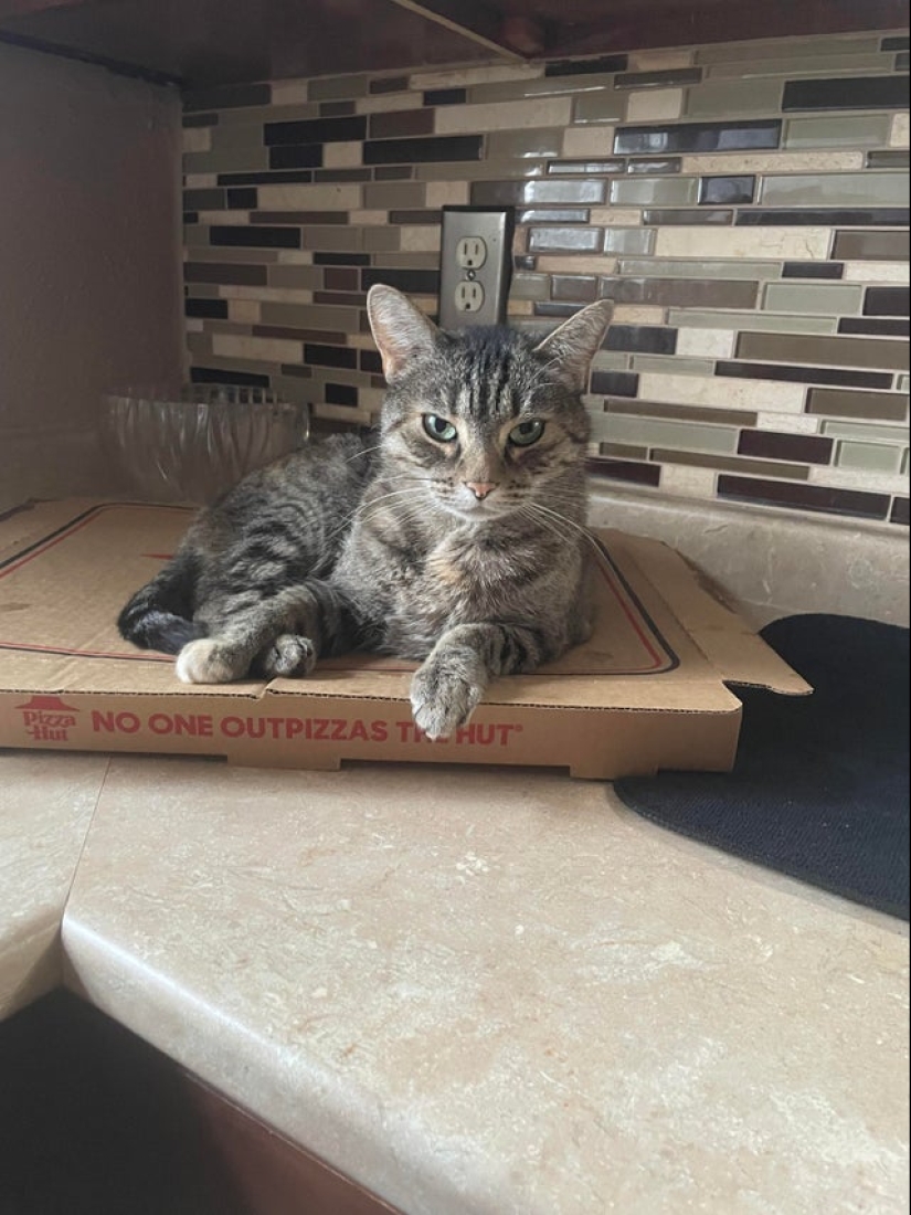 22 photos with cats and pizza. What could be more beautiful?