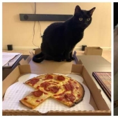 22 photos with cats and pizza. What could be more beautiful?