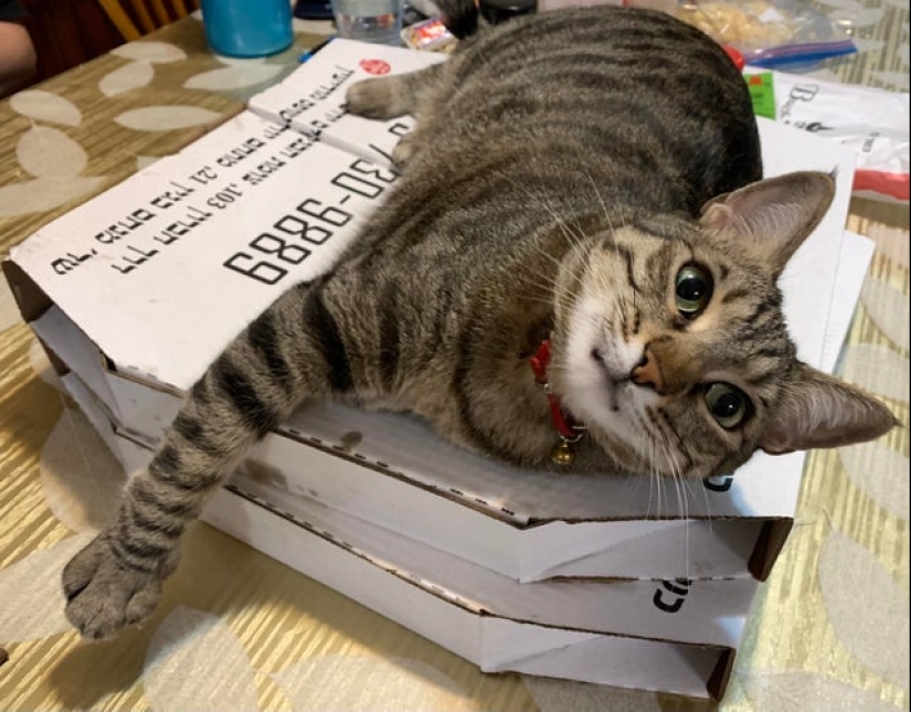 22 photos with cats and pizza. What could be more beautiful?