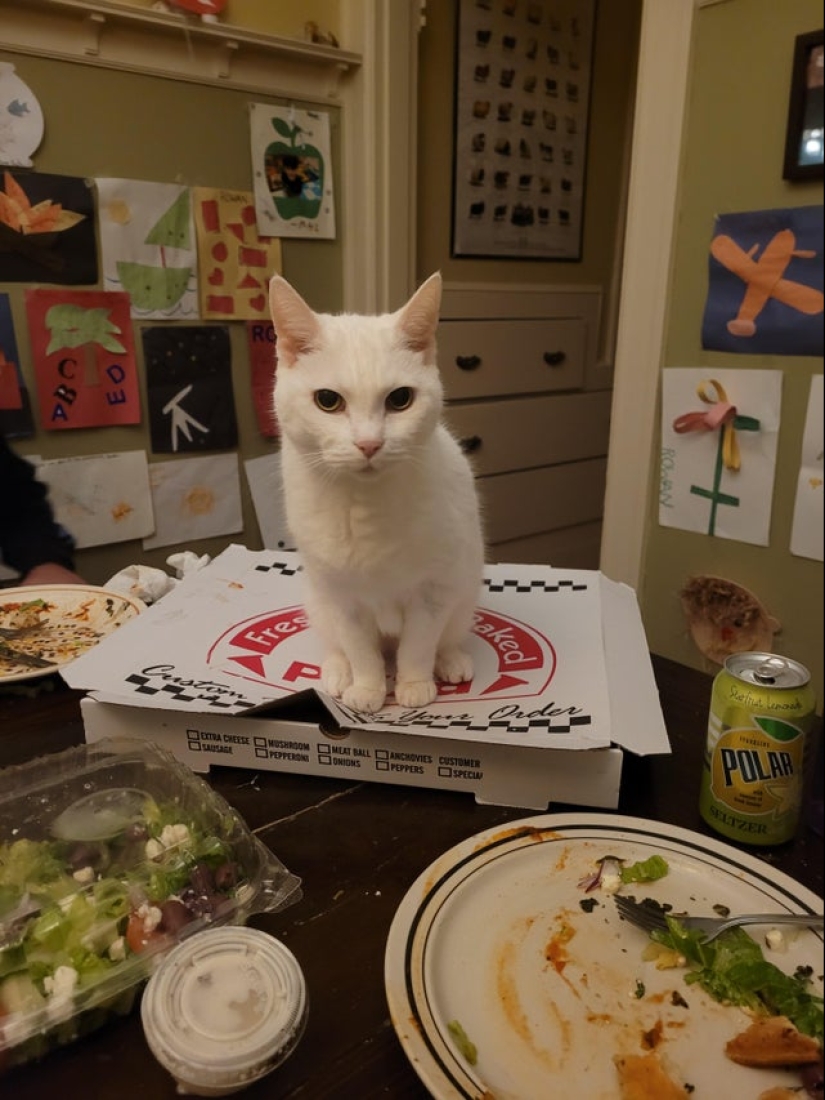 22 photos with cats and pizza. What could be more beautiful?