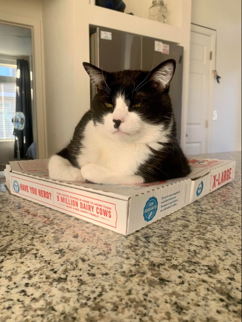 22 photos with cats and pizza. What could be more beautiful?