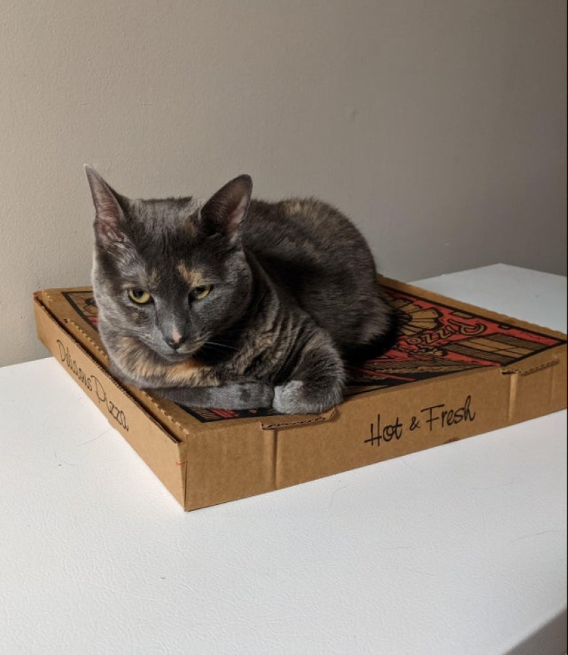 22 photos with cats and pizza. What could be more beautiful?