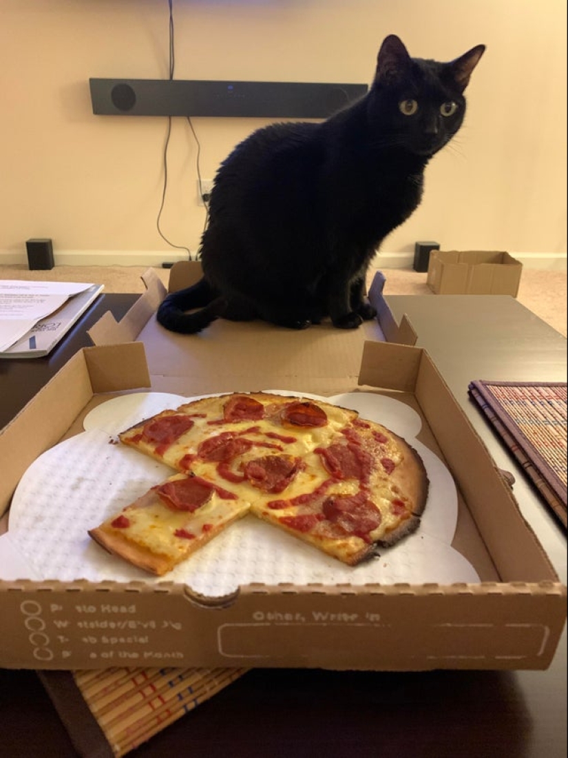 22 photos with cats and pizza. What could be more beautiful?