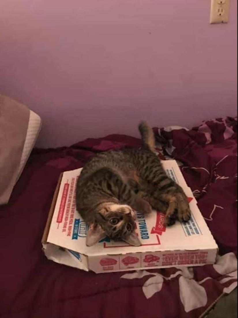 22 photos with cats and pizza. What could be more beautiful?