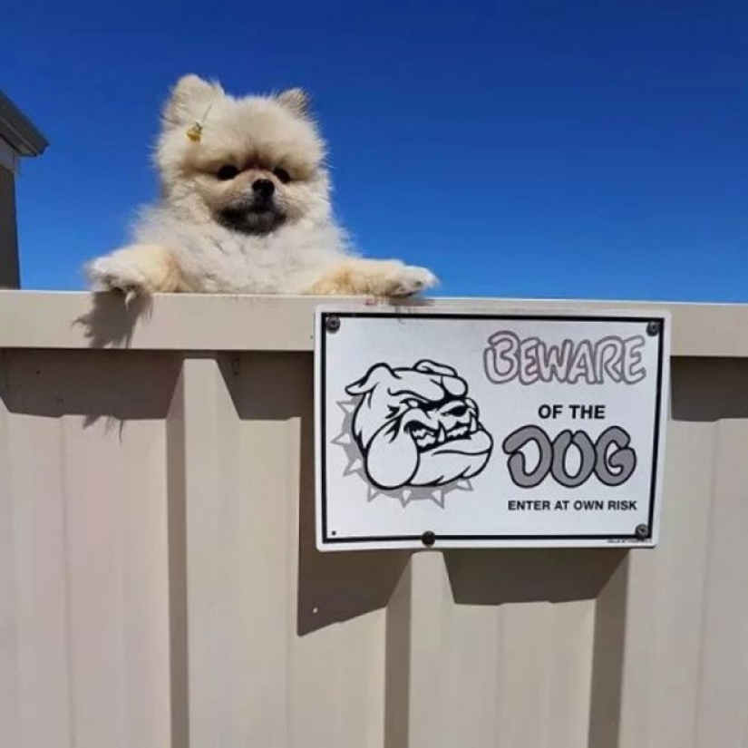 22 portions of kindness and sweetness that are hidden behind the "evil dog"signs