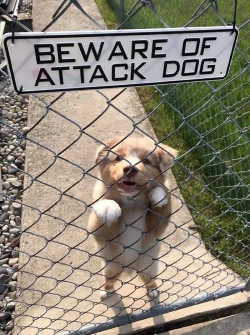 22 portions of kindness and sweetness that are hidden behind the "evil dog"signs