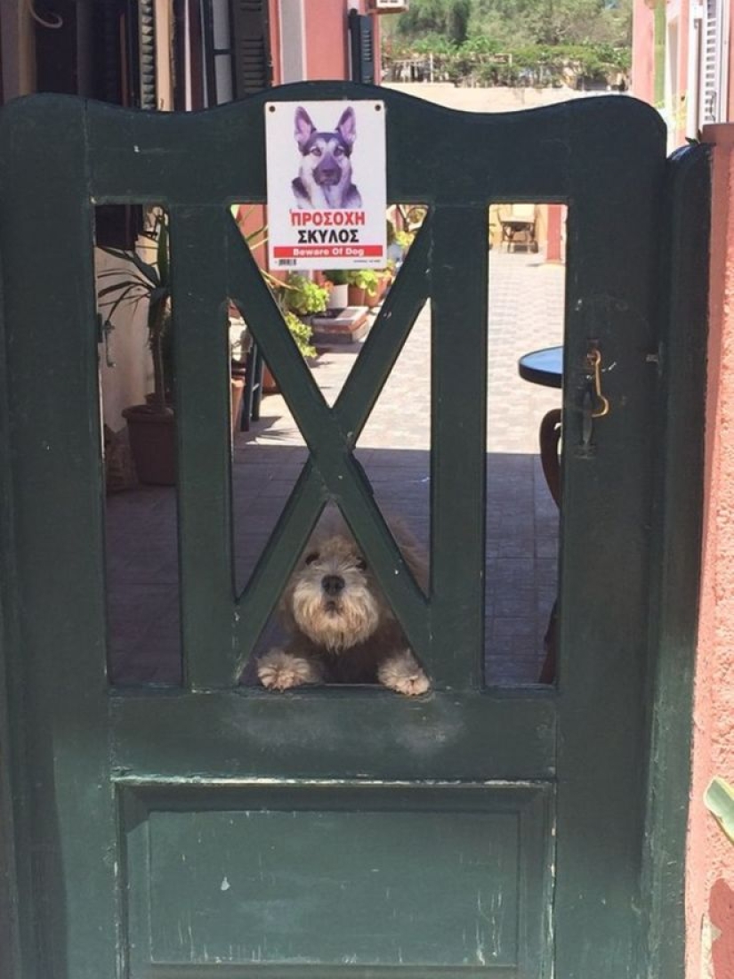 22 portions of kindness and sweetness that are hidden behind the "evil dog"signs