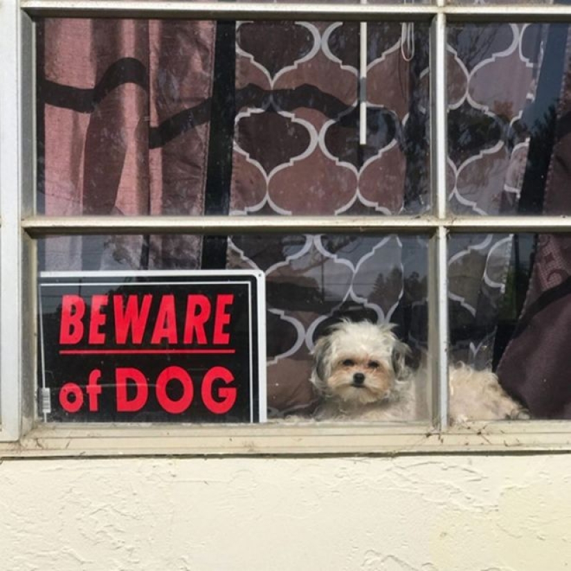 22 portions of kindness and sweetness that are hidden behind the "evil dog"signs