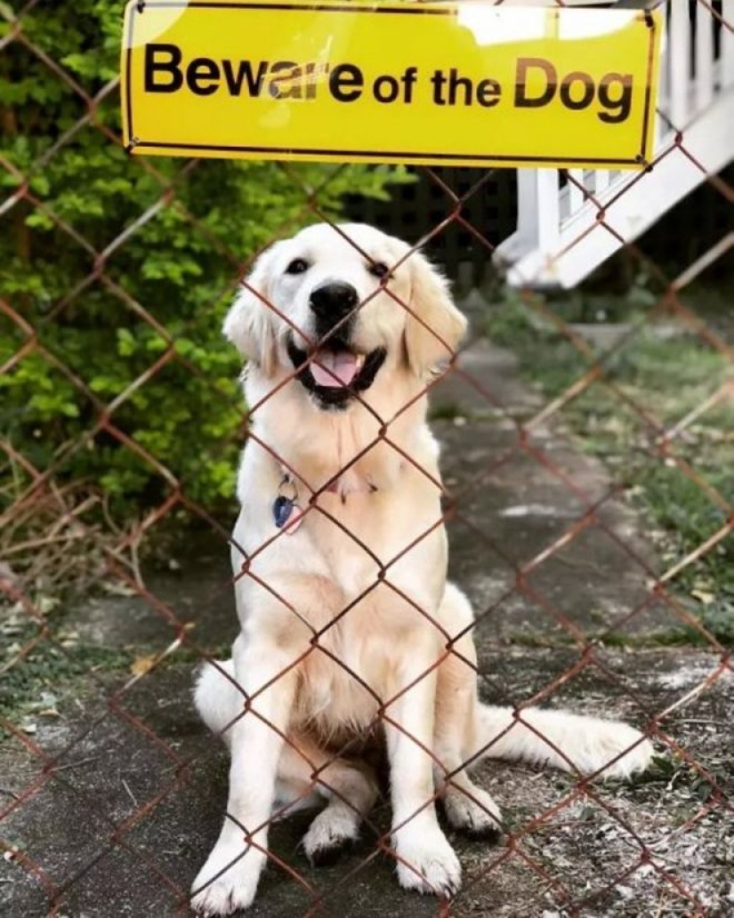 22 portions of kindness and sweetness that are hidden behind the "evil dog"signs