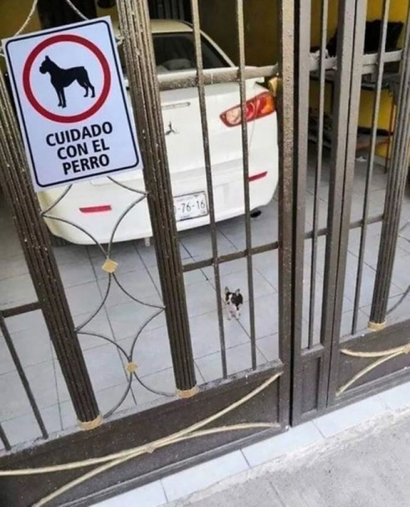 22 portions of kindness and sweetness that are hidden behind the "evil dog"signs