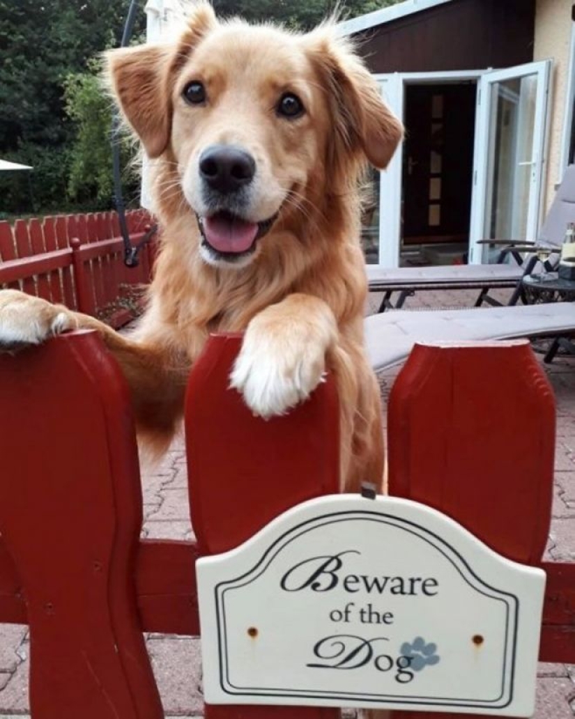 22 portions of kindness and sweetness that are hidden behind the "evil dog"signs