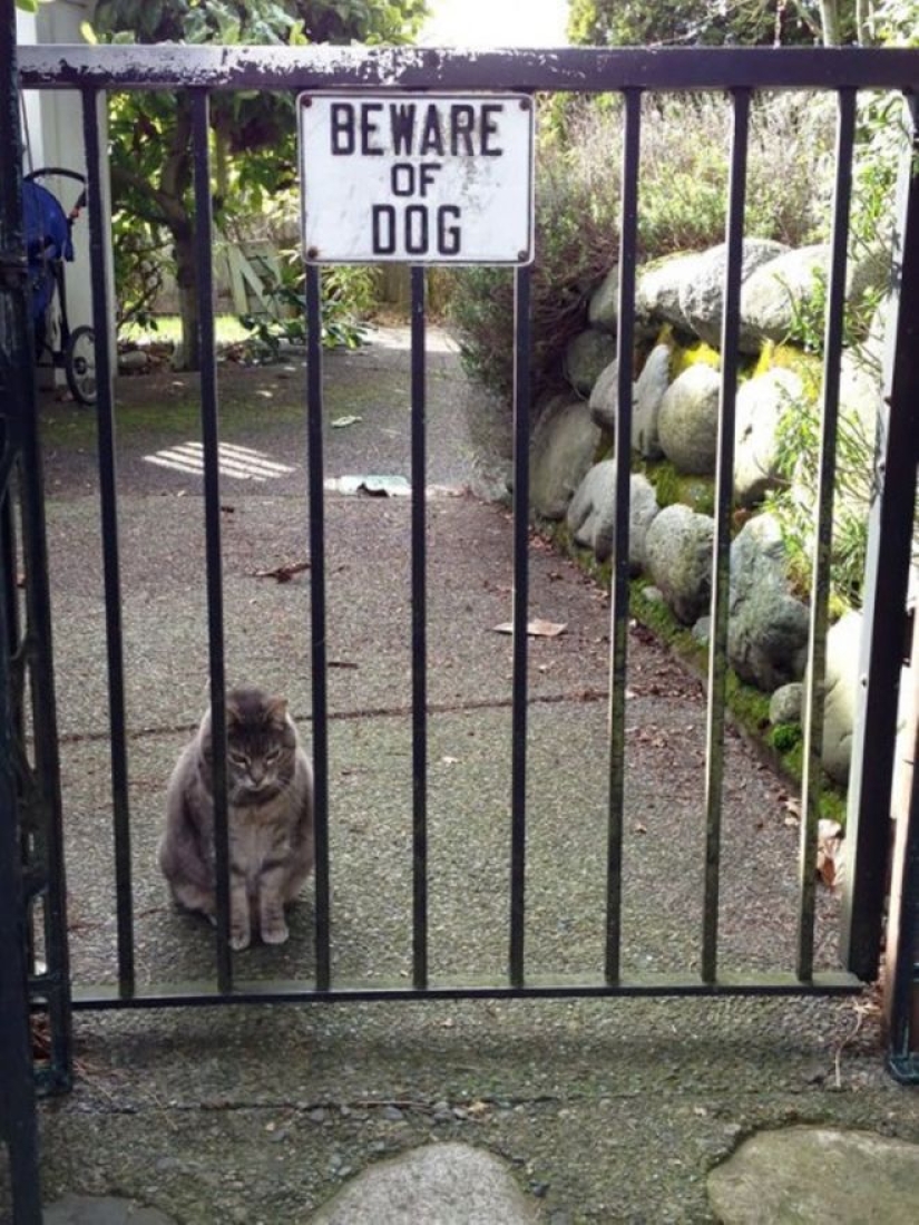 22 portions of kindness and sweetness that are hidden behind the "evil dog"signs