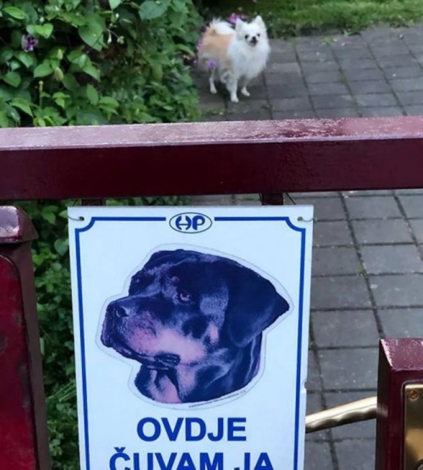 22 portions of kindness and sweetness that are hidden behind the "evil dog"signs