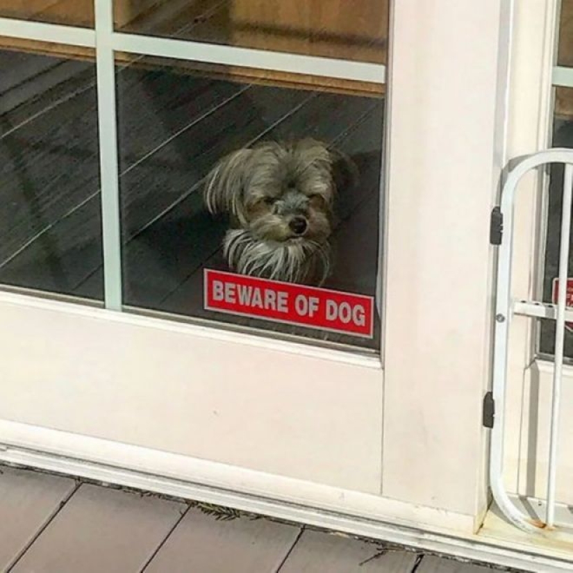 22 portions of kindness and sweetness that are hidden behind the "evil dog"signs