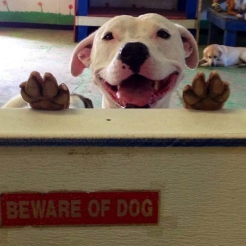 22 portions of kindness and sweetness that are hidden behind the "evil dog"signs