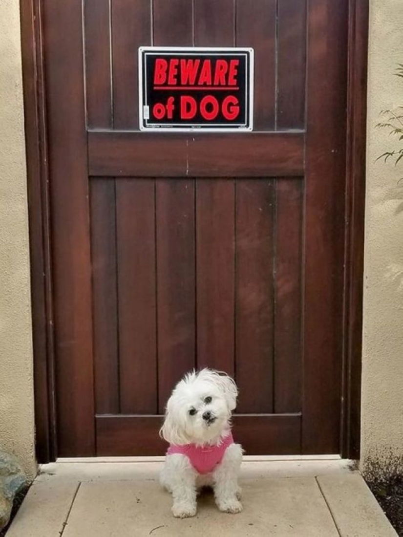 22 portions of kindness and sweetness that are hidden behind the "evil dog"signs