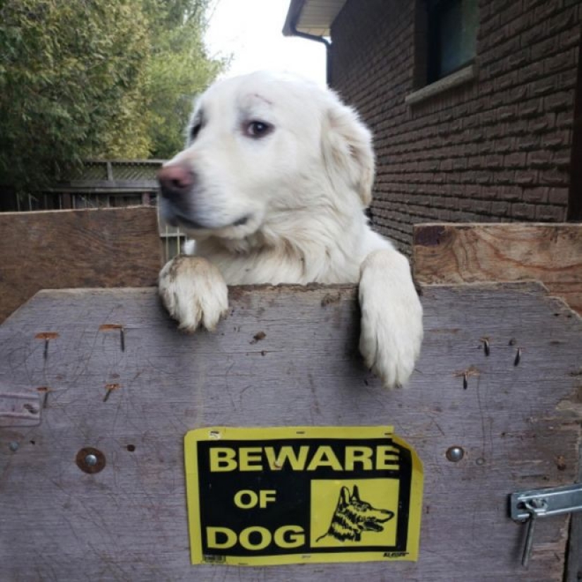 22 portions of kindness and sweetness that are hidden behind the "evil dog"signs